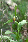 Greater yellow lady's slipper